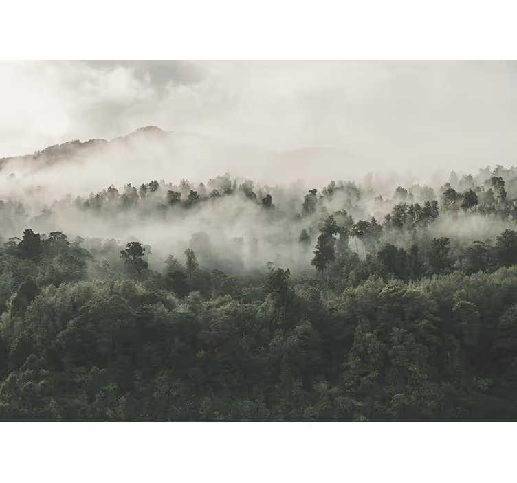Rollo fenster küche wald mit nebel von oben - TenStickers