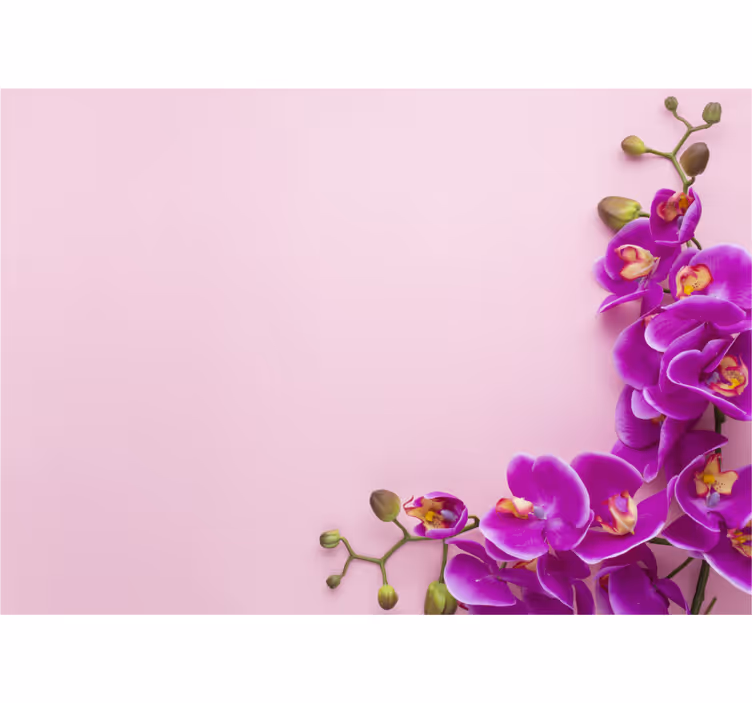 Rollo fenster küche mit pinkem hintergrund und orchidee - TenStickers