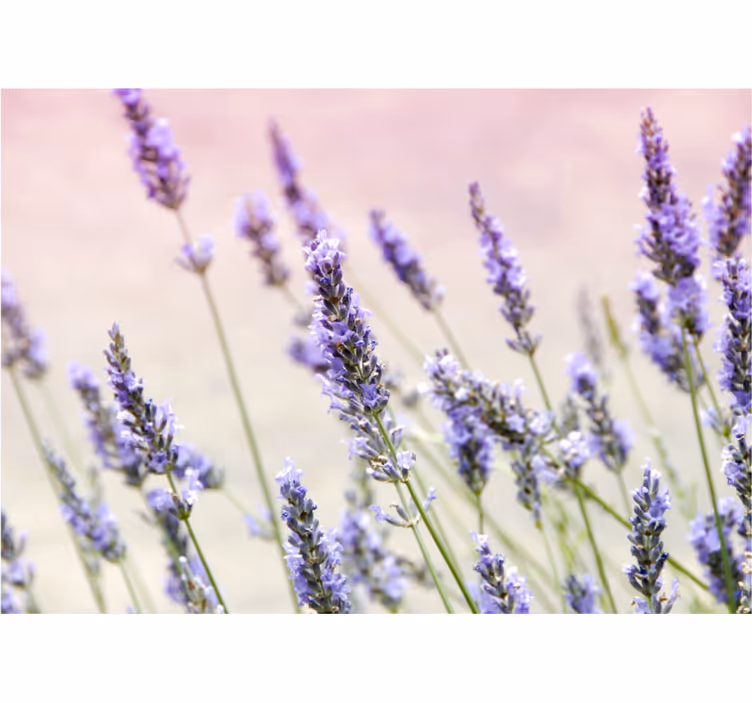 Rollo fenster küche mit einem strauß lila blumen - TenStickers