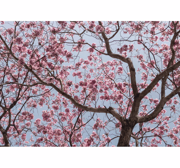 Rollo fenster küche mit schönen rosa kirschblüten - TenStickers