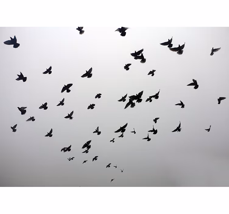 Rollo fenster weiß mit ästhetischem vogelmotiv im schatten - TenStickers