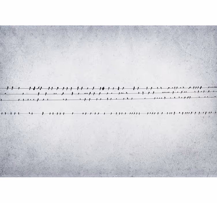Rollo fenster weiß vogelkonzert auf linien - TenStickers