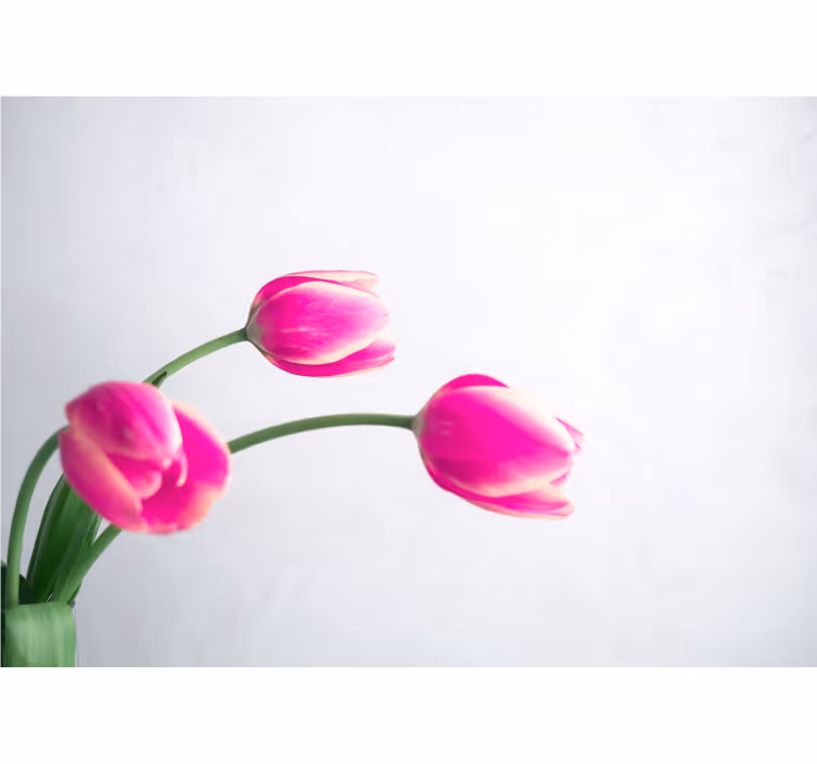 Rollo fenster weiß mit drei tulpen auf weißem hintergrund - TenStickers