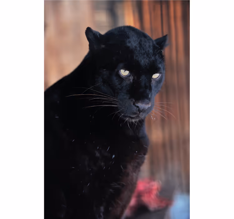 Rollo fenster wohnzimmer leopard schleicht - TenStickers