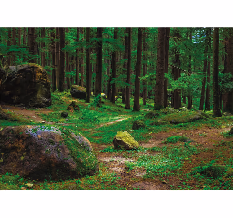 Rollo fenster wohnzimmer grüner wald mit bäumen - TenStickers