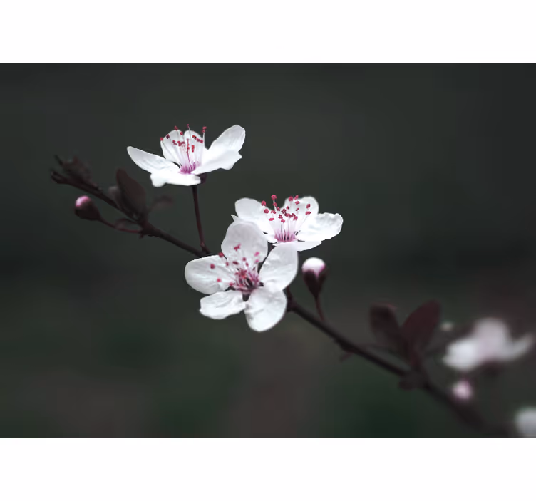 Rollo fenster wohnzimmer elegant feminin kirschblüte - TenStickers