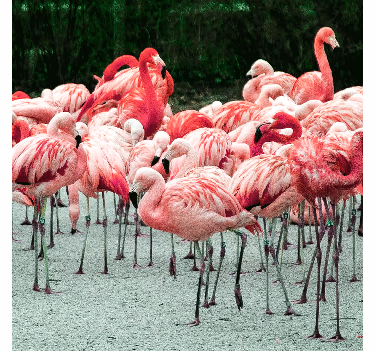 Rollo fenster wohnzimmer schöne flamingos im wasser - TenStickers