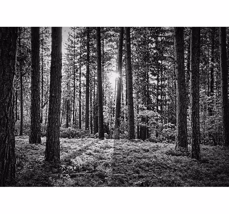 Rollo fenster schwarz monochromer wald - TenStickers