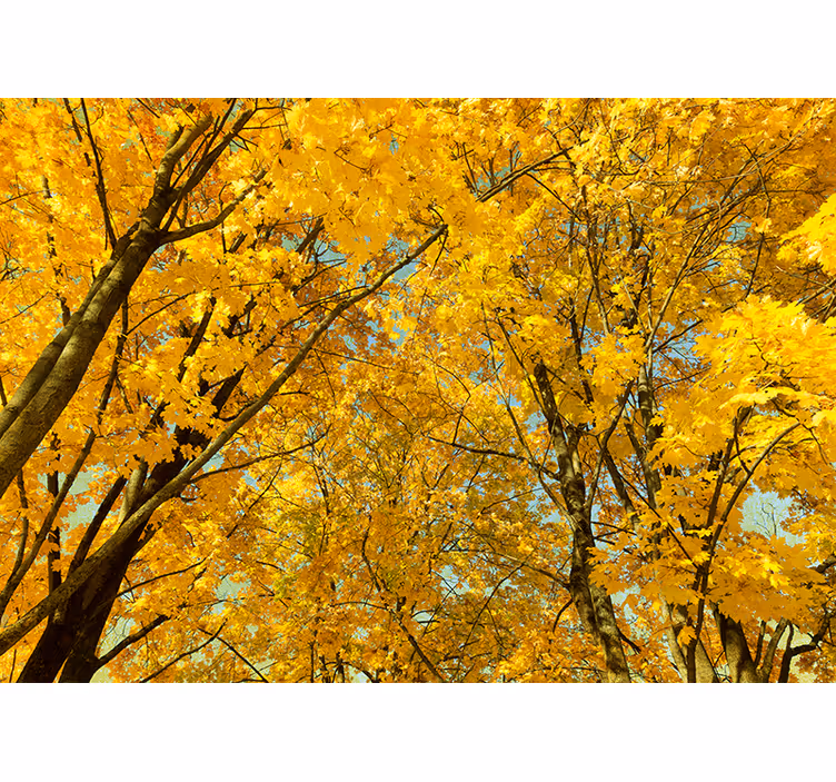 Rollo fenster gelb mit gelben herbstblättern - TenStickers