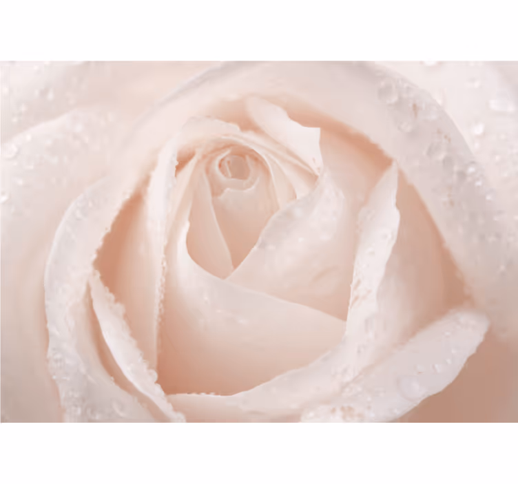 Rollo fenster wohnzimmer schöne weiße rose - TenStickers