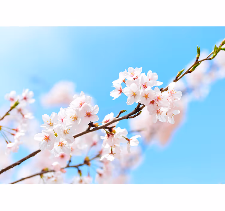Rollo fenster wohnzimmer weiße kirschblüten - TenStickers