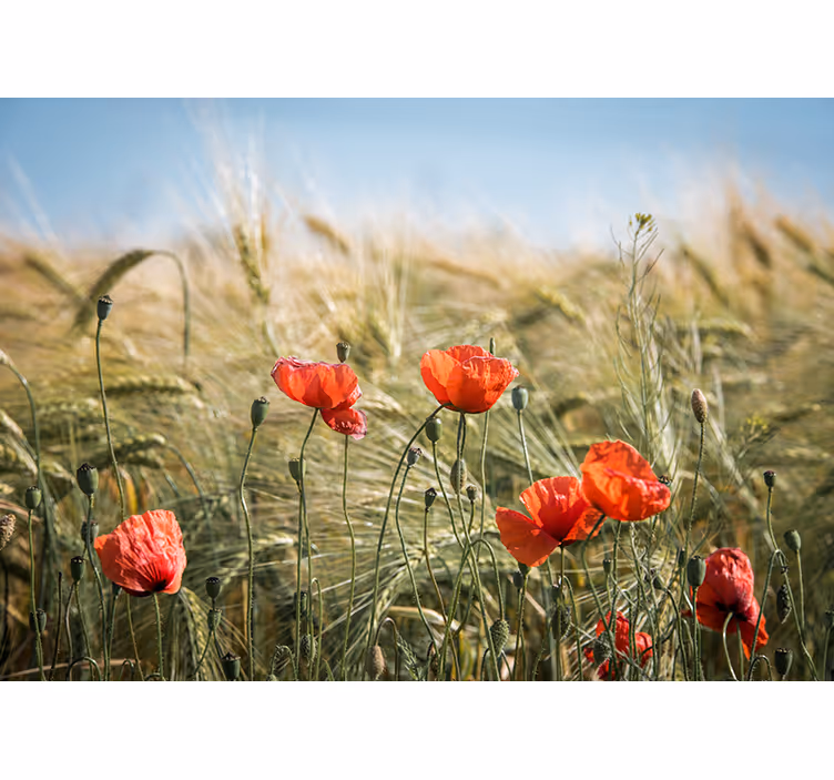 Rollo fenster wohnzimmer mohnblumen im sommerweizen - TenStickers