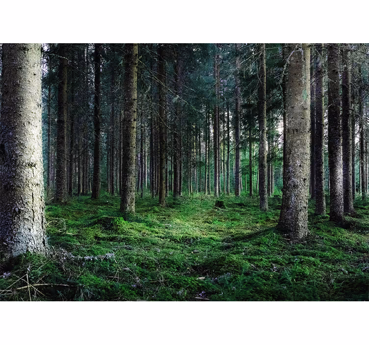 Rollo fenster wohnzimmer feuchter tropischer wald - TenStickers