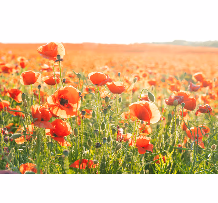 Rollo fenster wohnzimmer mit roten mohnblumen im feld - TenStickers
