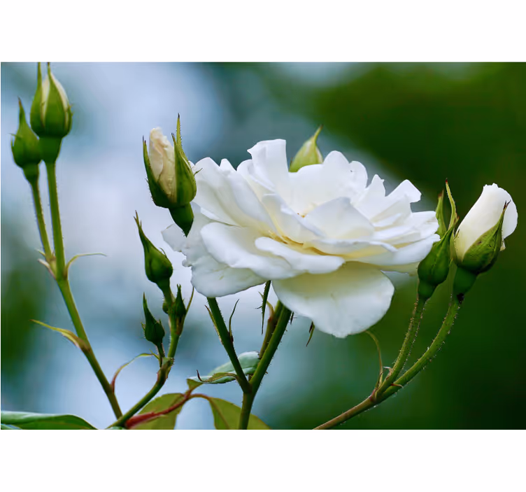 Rollo fenster wohnzimmer weiße rose - TenStickers