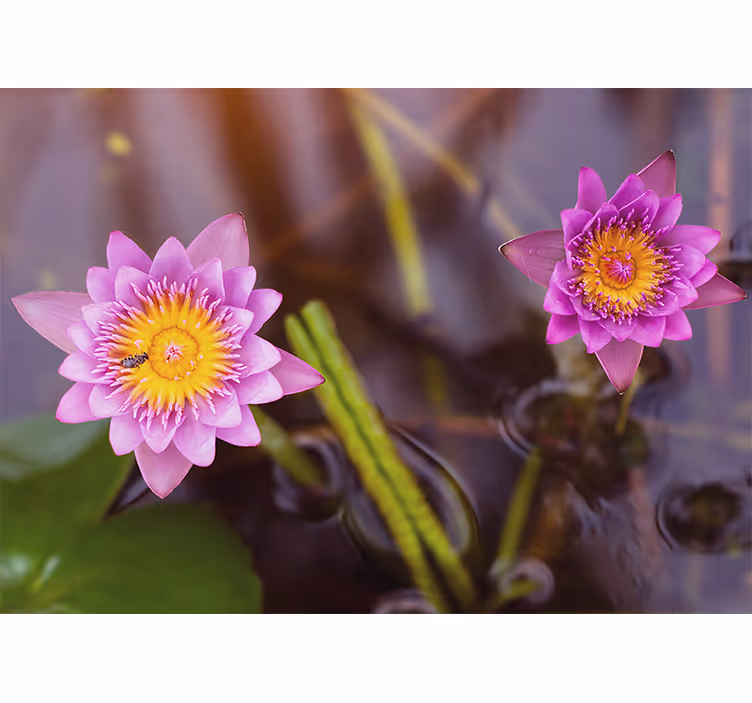 Rollo fenster wohnzimmer pinklila lotus - TenStickers