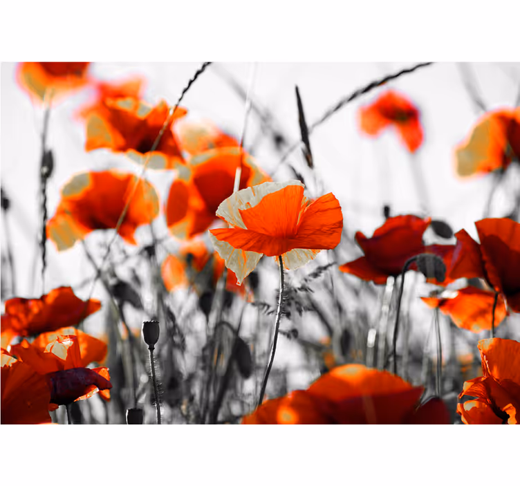 Rollo fenster wohnzimmer rote schwarze mohnblumen - TenStickers