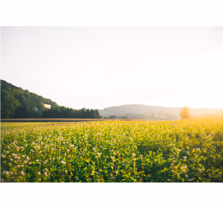 Rollo fenster wohnzimmer sonnige landschaft und blumen - TenStickers