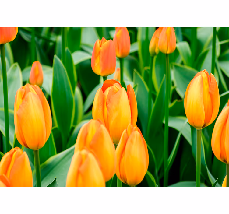Rollo fenster wohnzimmer orange tulpenblumen - TenStickers