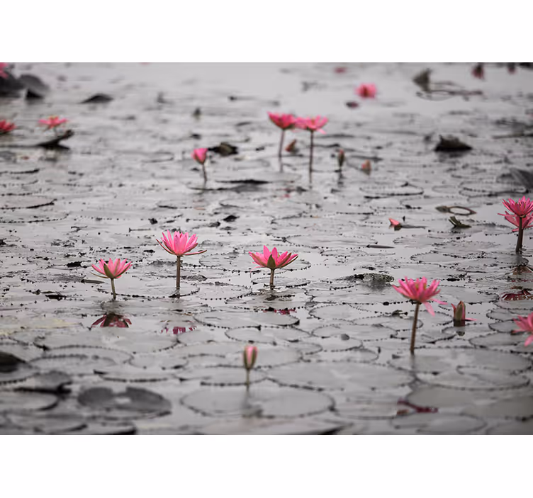Rollo fenster wohnzimmer lotos blumen auf wasser grau - TenStickers
