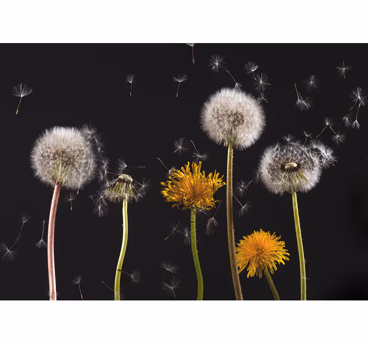 Rollo fenster wohnzimmer löwenzahn natur - TenStickers