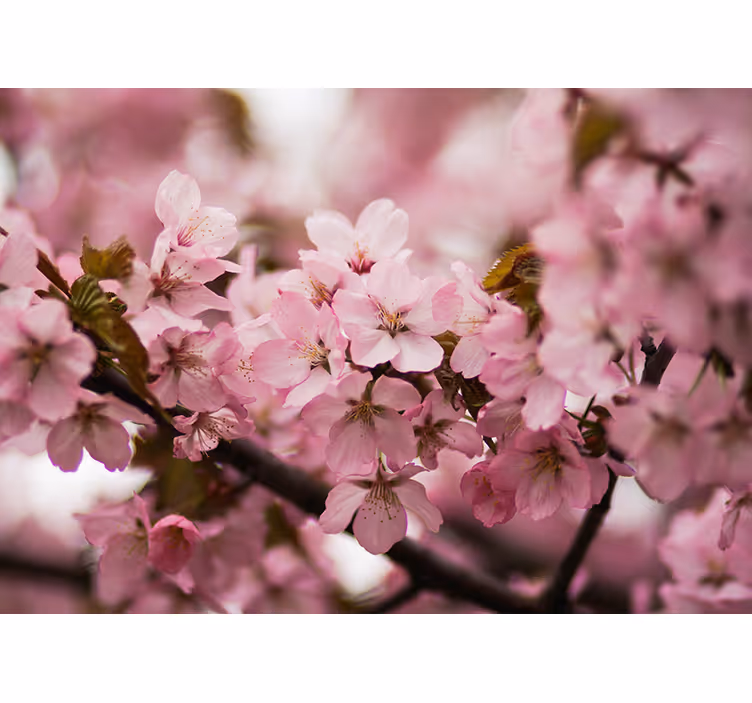 Rollo fenster wohnzimmer kirschblüte rosa - TenStickers