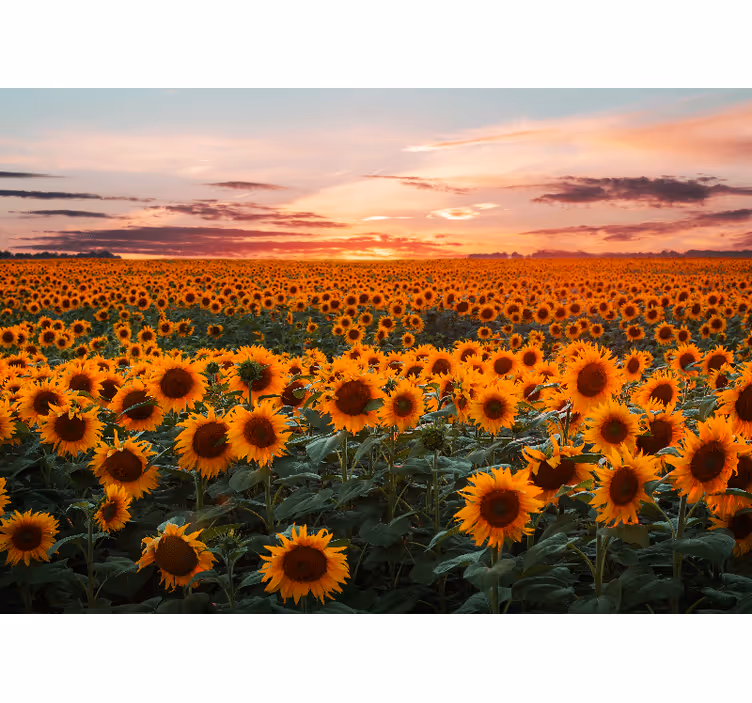 Rollo fenster wohnzimmer sonnenblumen sonnenuntergang - TenStickers