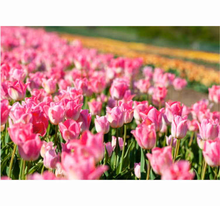 Rollo fenster wohnzimmer tulpenfeld - TenStickers