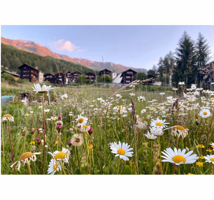 Rollo fenster wohnzimmer blumenlandschaft im dorf - TenStickers