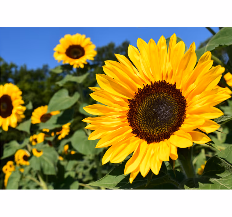 Rollo fenster wohnzimmer mit schönem sonnenblumenmotiv - TenStickers