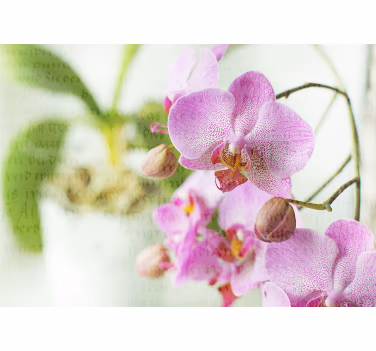 Rollo fenster wohnzimmer orchidee mit text - TenStickers