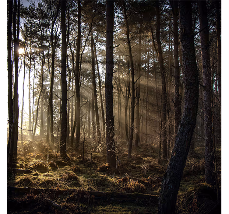 Rollo fenster wohnzimmer natur sonnenaufgang wald - TenStickers