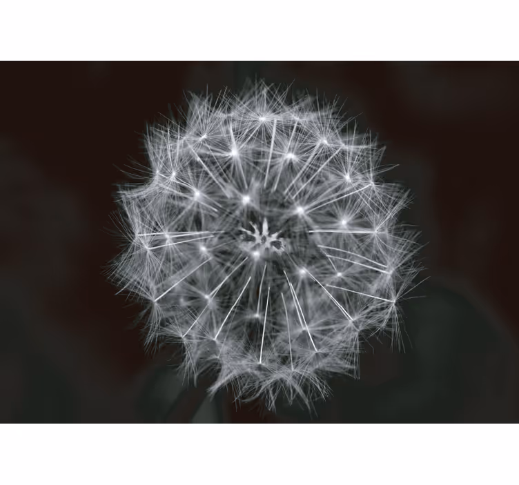 Rollo fenster grau pusteblume grau - TenStickers