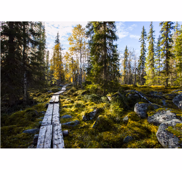 Rollo fenster schlafzimmer koli nationalpark finnland - TenStickers