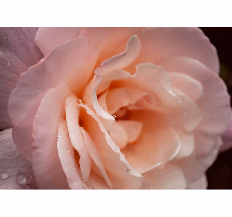 Rollo fenster schlafzimmer elegante rosa wassertropfen - TenStickers