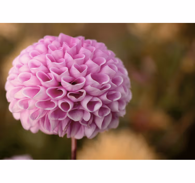 Rollo fenster schlafzimmer elegante rosa herzblumen - TenStickers