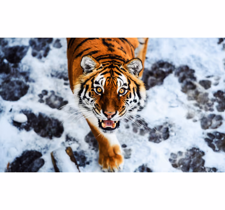 Rollo fenster schlafzimmer mit wildem tigerdesign - TenStickers