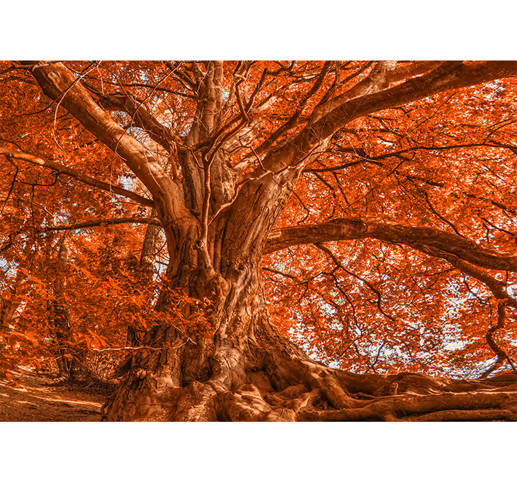 Rollo fenster schlafzimmer schöner herbstbaum - TenStickers