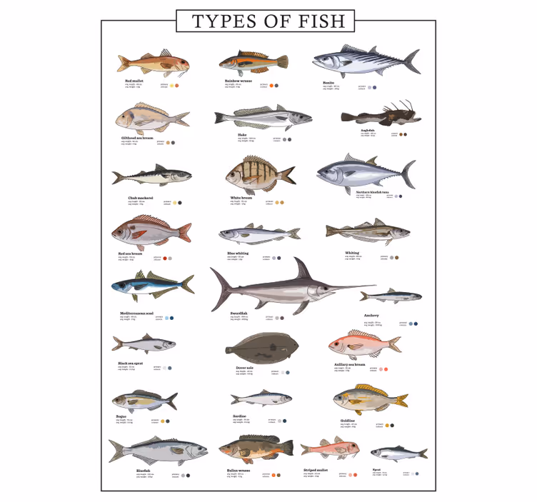 Rollo fenster küche mit fischen - TenStickers