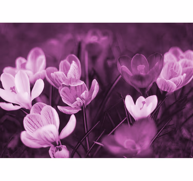 Rollo fenster wohnzimmer schöner pinker krokusblüte - TenStickers