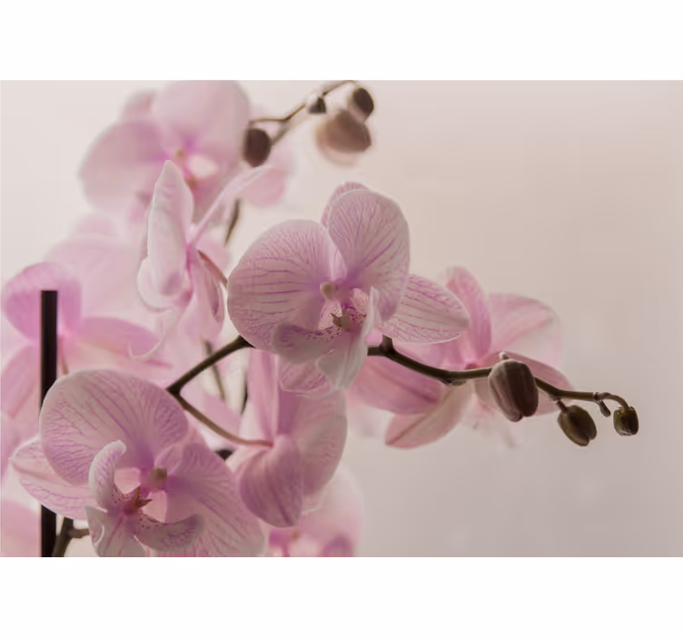 Rollo fenster schlafzimmer im orchideen design - TenStickers