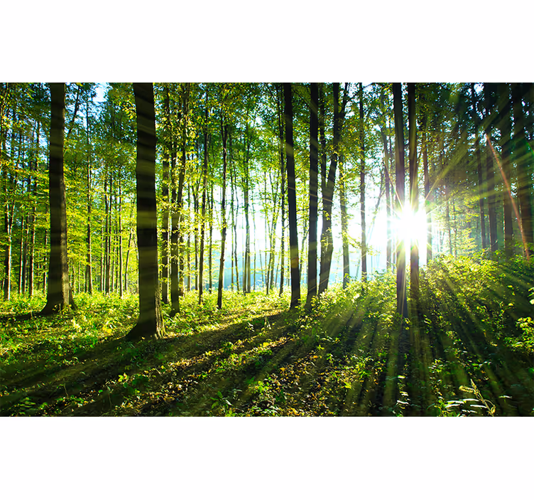 Rollo fenster schlafzimmer waldlandschaft mit lichtreflexion - TenStickers