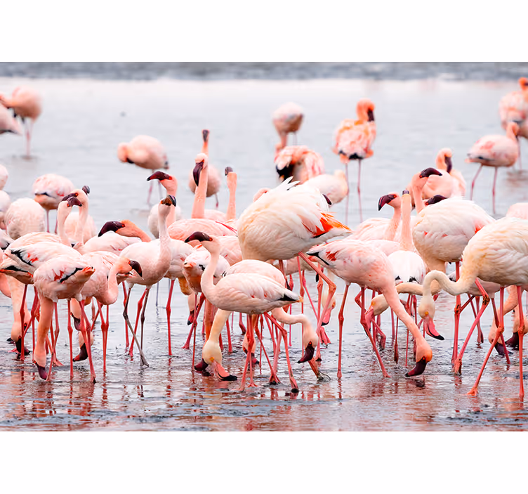 Rollo fenster wohnzimmer camargue mit flamingos - TenStickers