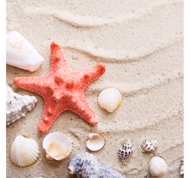 Rollo fenster badezimmer seesterne und muscheln am sand - TenStickers