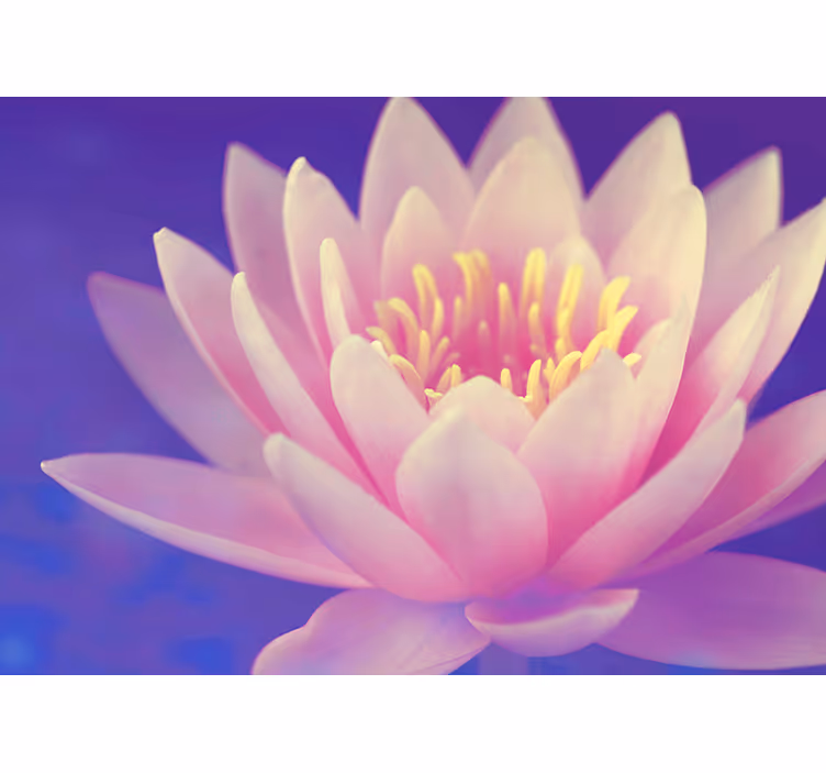 Rollo fenster zen pink lotusblume - TenStickers