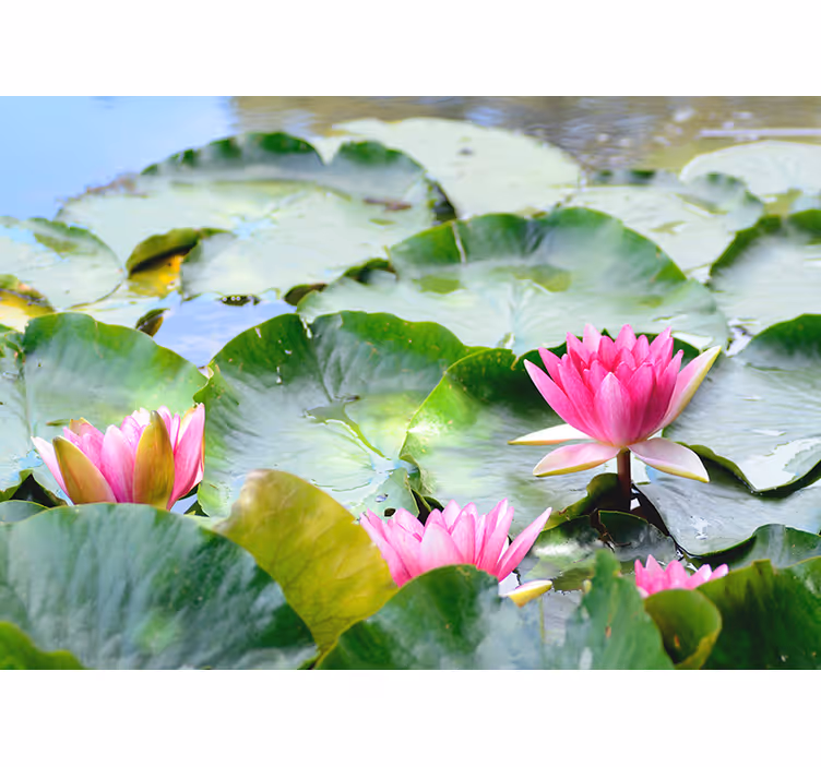 Rollo fenster zen mit linierten lotusblumen - TenStickers