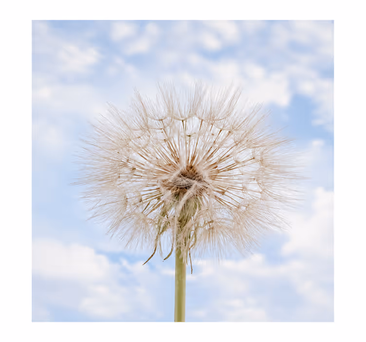 Rollo fenster weiß löwenzahnblume - TenStickers