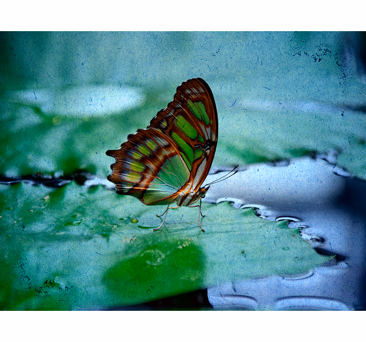 Wasser Schmetterling Rollo - TenStickers