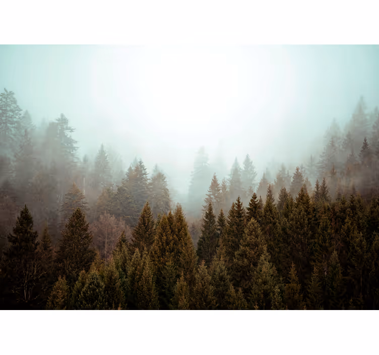 Rollo Fenster Baum nebligen waldblick - TenStickers