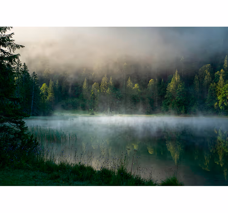 Rollo Fenster Baum nebligen wald reflexion - TenStickers